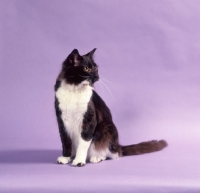 Picture of York Chocolate cat on purple background