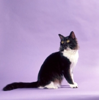 Picture of York Chocolate cat on purple background