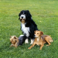 Picture of yorkie, cross bred sheepdog and lurcher