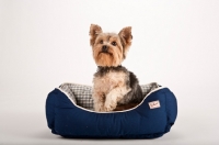 Picture of yorkie in bed