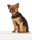 Picture of yorkie licking lips