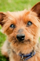 Picture of Yorkie looking at camera