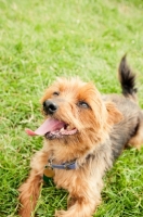 Picture of yorkie lying down