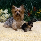 Picture of yorkie mother and pup on rug