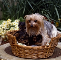 Picture of yorkie mother and three pups in basket bed