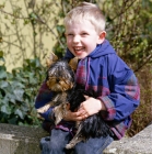 Picture of yorkie on boy's lap