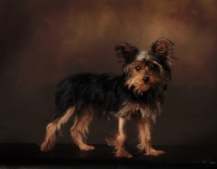 Picture of Yorkie on brown background