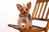 Picture of yorkie on chair
