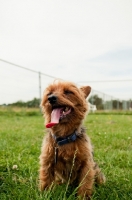Picture of yorkie on grass