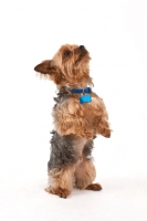 Picture of Yorkie on hind legs