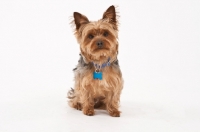 Picture of Yorkie on white background, front view