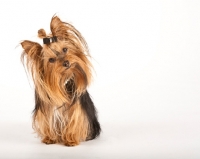 Picture of yorkie on white background