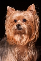 Picture of Yorkie portrait