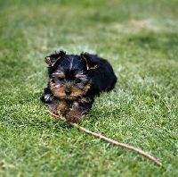 Picture of yorkie pup lying in grass with stick