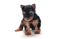 Picture of Yorkie puppy on white background