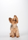 Picture of yorkie sitting on white background