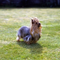 Picture of yorkie standing on grass