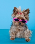 Picture of yorkie wearing sunglasses