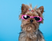 Picture of yorkie wearing sunglasses