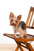 Picture of yorkie with bow in hair, on chair