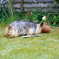 Picture of yorkie with head in flower pot