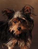 Picture of Yorkie