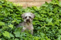 Picture of Yorkipoo (Yorkshire Terrier / Poodle Hybrid Dog) also known as Yorkiedoodle in leaves