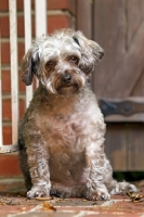 Picture of Yorkipoo (Yorkshire Terrier / Poodle Hybrid Dog) also known as Yorkiedoodle