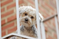 Picture of Yorkipoo (Yorkshire Terrier / Poodle Hybrid Dog) also known as Yorkiedoodle looking down from balcony