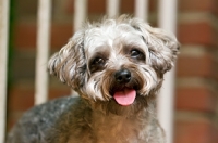 Picture of Yorkipoo (Yorkshire Terrier / Poodle Hybrid Dog) also known as Yorkiedoodle, portrait