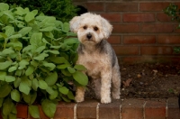 Picture of Yorkipoo (Yorkshire Terrier / Poodle Hybrid Dog) also known as Yorkiedoodle