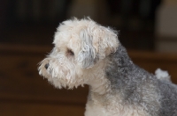 Picture of Yorkipoo (Yorkshire Terrier / Poodle Hybrid Dog) also known as Yorkiedoodle