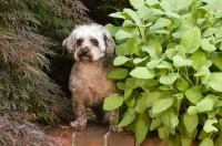 Picture of Yorkipoo (Yorkshire Terrier / Poodle Hybrid Dog) also known as Yorkiedoodle near greenery
