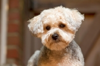 Picture of Yorkipoo (Yorkshire Terrier / Poodle Hybrid Dog) also known as Yorkiedoodle