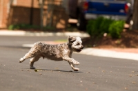 Picture of Yorkipoo (Yorkshire Terrier / Poodle Hybrid Dog) also known as Yorkiedoodle running in street