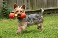 Picture of Yorkishire Terrier with toy