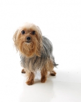 Picture of Yorkshire Terrier (aka yorkie)