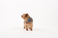 Picture of Yorkshire Terrier all alone