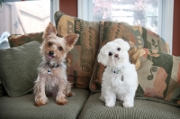 Picture of yorkshire terrier and maltese sitting together on green couch with heads tilted