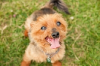 Picture of Yorkshire Terrier begging