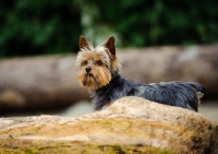 Picture of Yorkshire Terrier behind log