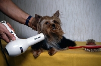 Picture of yorkshire terrier being blow-dryed
