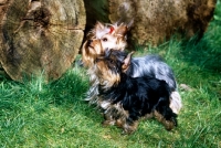 Picture of yorkshire terrier bitch and puppy