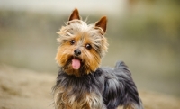 Picture of Yorkshire Terrier, blurred background