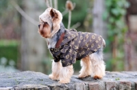 Picture of Yorkshire Terrier dressed up