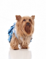 Picture of Yorkshire Terrier dressed up