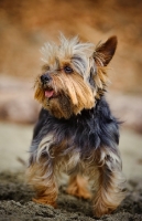 Picture of Yorkshire Terrier, front view