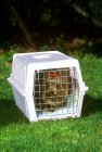 Picture of yorkshire terrier in a travelling box