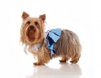 Picture of Yorkshire Terrier in dress