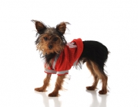 Picture of yorkshire terrier in jumper
